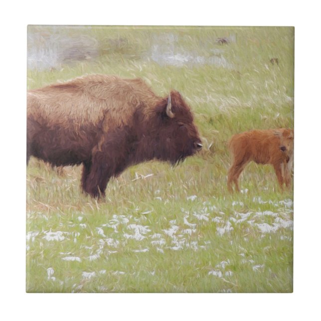 Bison e Calf em Yellowstone (Frente)