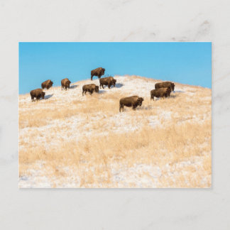 Bison em um cartão postal