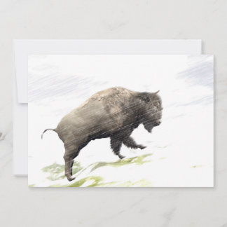 Bison na tempestade de inverno