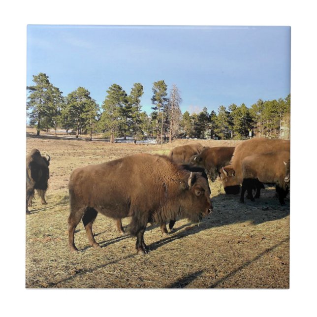 Bison no Colorado (Frente)