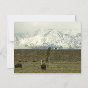 Bison no Grand Teton National Park Fotografia