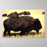 Bison Poster Digital Pop Art<br><div class="desc">Ícone Histórico Bison Americano Pop Poster Impressão</div>