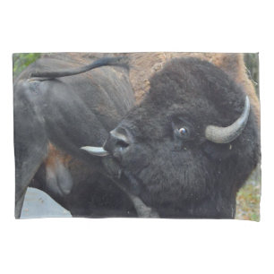 Bisonte engraçado de Bull que lambe seus