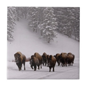 Bisonte no inverno