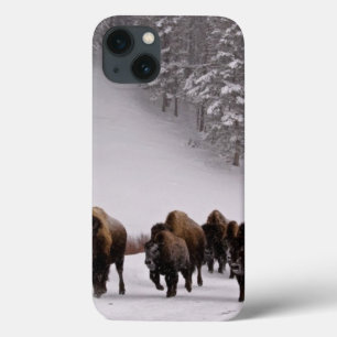 Bisonte no inverno