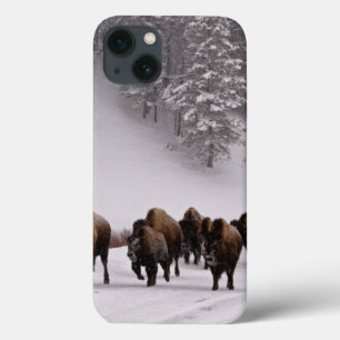 Bisonte no inverno