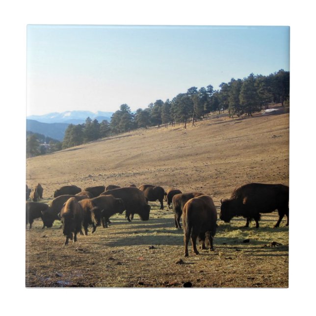 Bisontes no Colorado (Frente)
