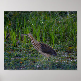 Bittern Bird Photo Impressão