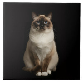 Black 4 Luxe Tile with Birmanese Cat