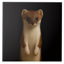 Black 4 Luxe Tile with Elegant Weasel