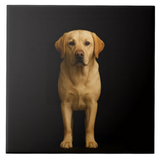 Black 4 Luxe Tile with Minimalist Labrador