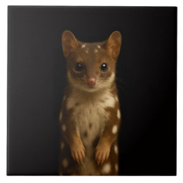 Black 4 Luxe Tile with Sweet Quoll