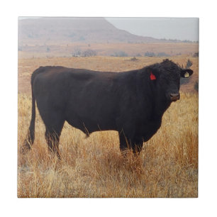 Black Angus Steer Grazing com seu Herd