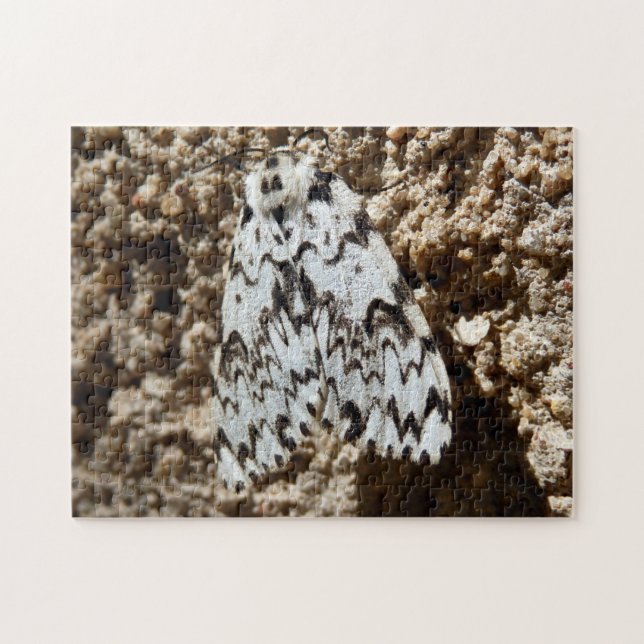 Black Arches Moth Photo Quebra-cabeça com Caixa de (Horizontal)