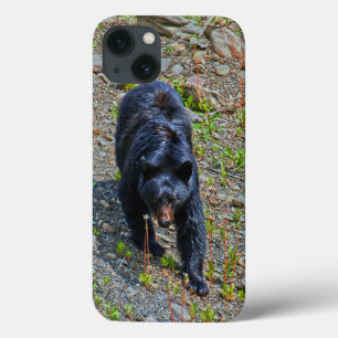 Black Bear in Yukon Wilderness (Urso Negro na Natu