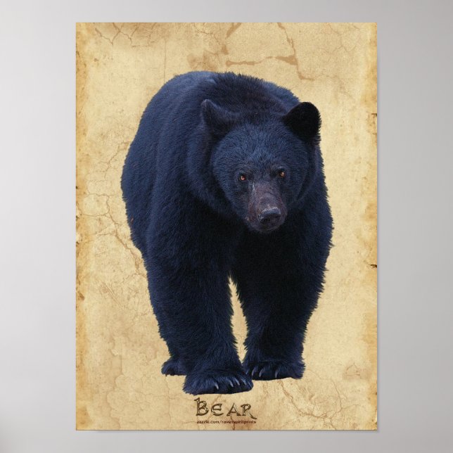 Black Bear Wildlife Art Poster w Faux-Parergs BG (Frente)