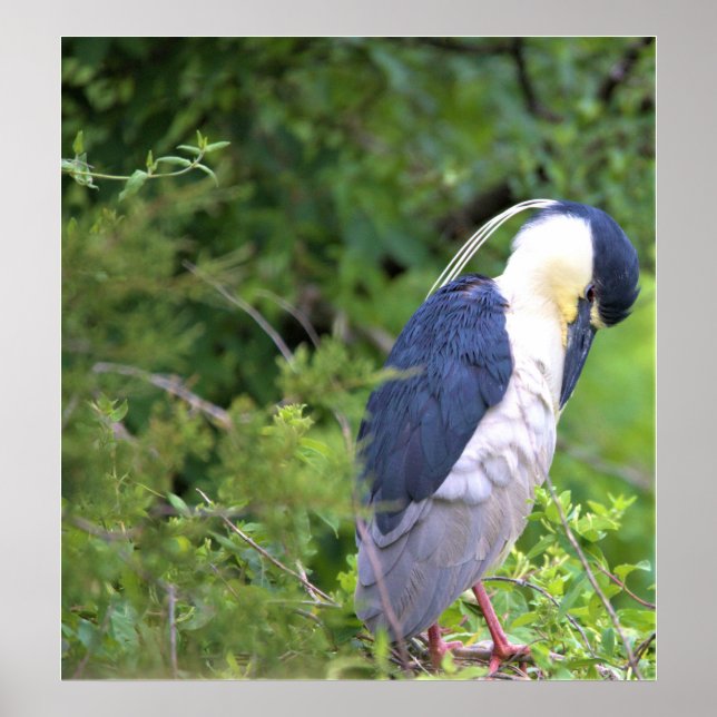 Black-crowned Night Heron Poster (Frente)
