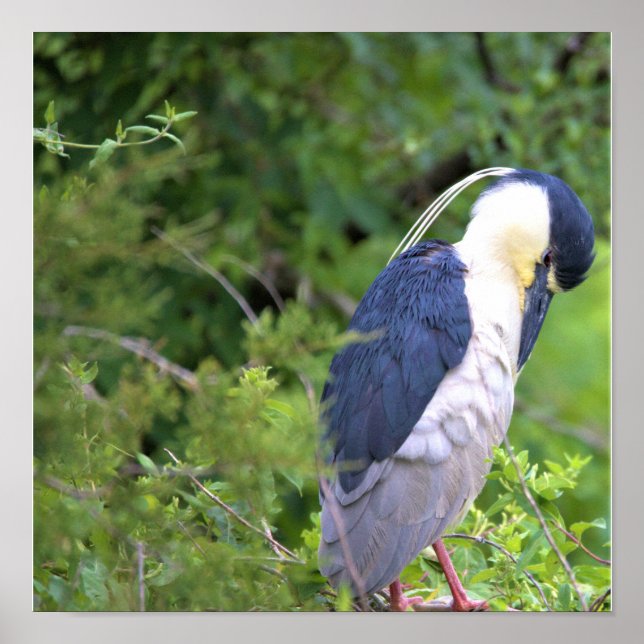 Black-crowned Night Heron Poster (Frente)