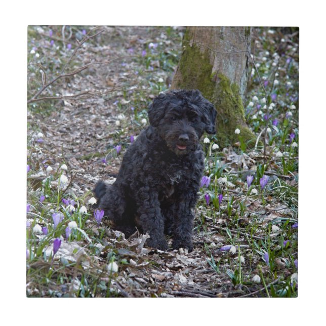 Black English Springer Spaniel (Frente)