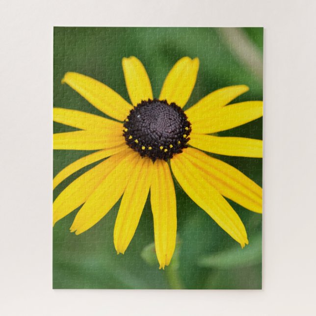 Black Eyed Susan - 16x20 520 pcs. Quebra-cabeça (Vertical)