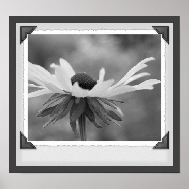 Black Eyed Susan Floral Black E White Impressão (Frente)