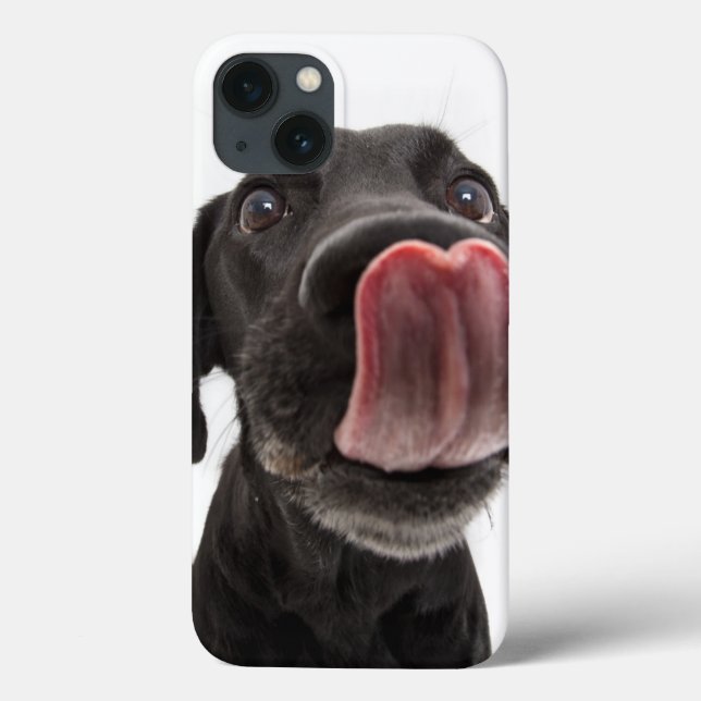 Black Labrador A Banhar O Nariz (Verso)