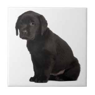 Black Labrador Puppy