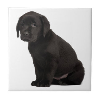 Black Labrador Puppy