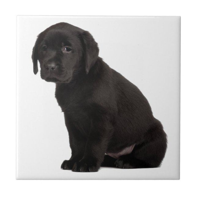 Black Labrador Puppy (Frente)