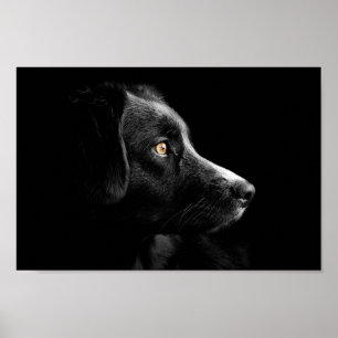 black labrador retriever  poster