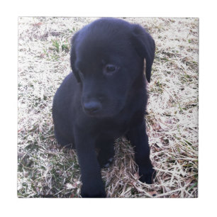 Black Labrador Retriever Puppy