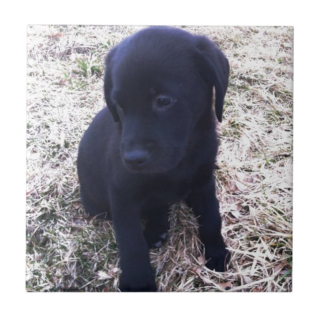 Black Labrador Retriever Puppy (Frente)