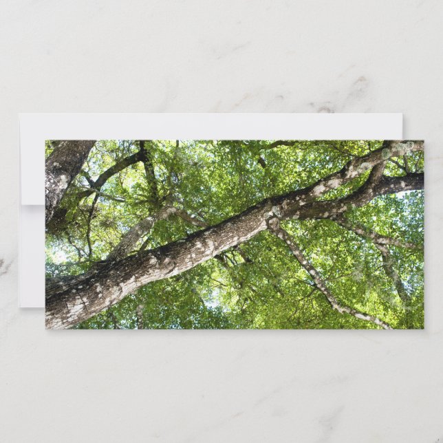 BLack Olive Tree (Frente)