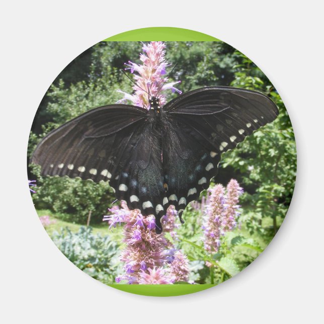 Black Swallowtail 67 ~ imã (Frente)
