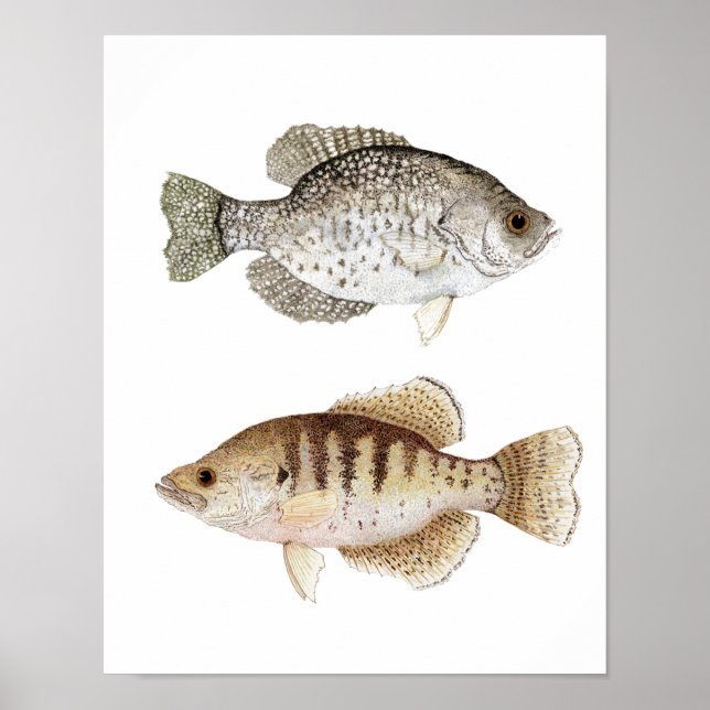 Black & White Crappie Art Poster (Frente)