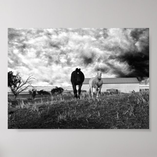 Black White Horse Photography, Poster (Frente)