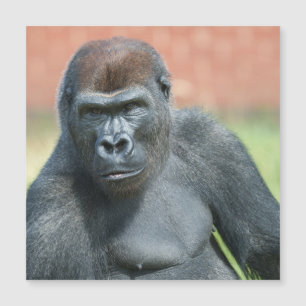 Blackback Gorilla Lope Retrato