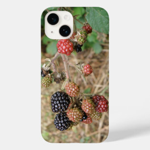 Blackberry Bonanza