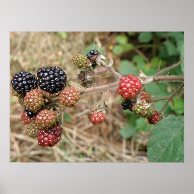 Blackberry Bonanza Impressão (Frente)