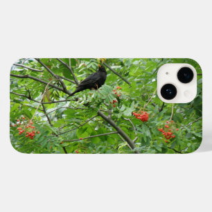 Blackbird e Berries