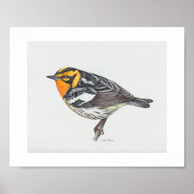 Blackburnian Warbler Art Impressão (Frente)