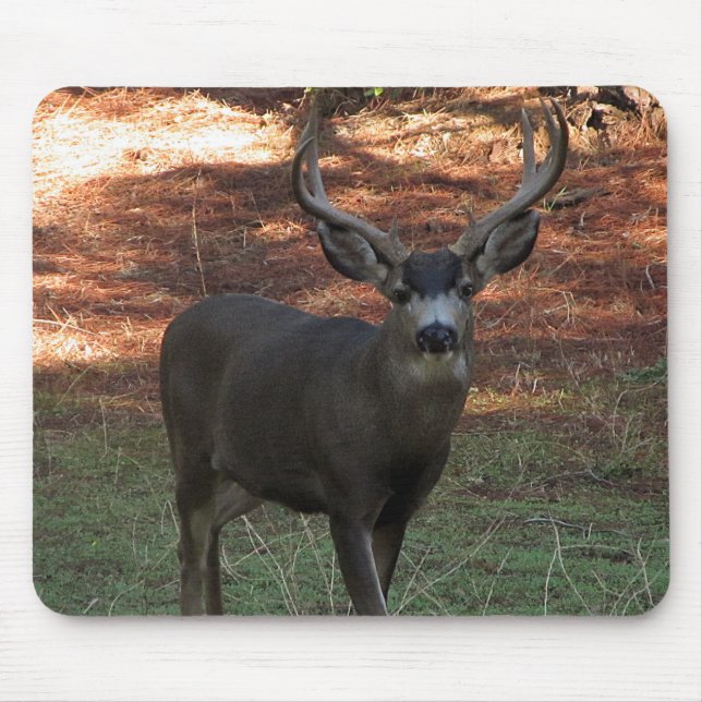 Blacktail Buck Mousepad (Frente)