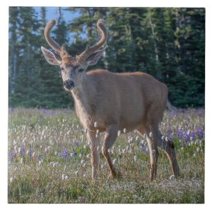 Blacktail Deer Buck Parque Nacional da Olimpiada