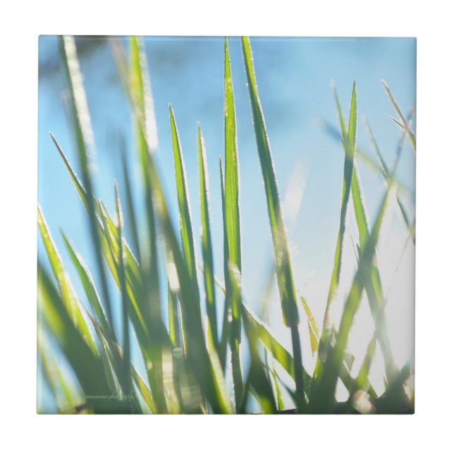 Blades Sunlit (Frente)