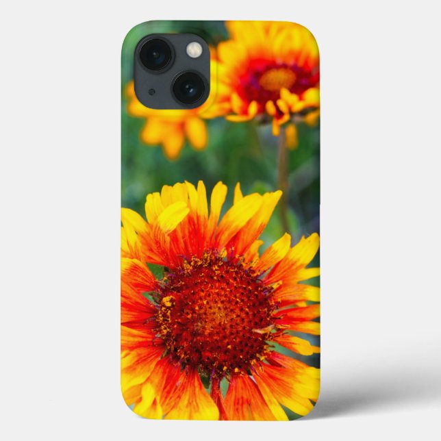 Blanket flower aka brown eyed susan in Glacier (Verso)