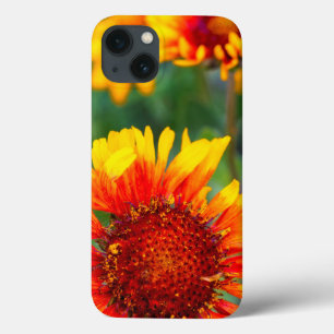 Blanket flower aka brown eyed susan in Glacier