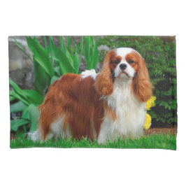 Blenheim Cavalier King Charles Spaniel Puppy Dog