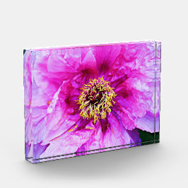 Bloco de Acrilato de Peony Rosa