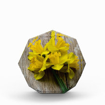Bloco de Fotografias de Daffodils Amarelo