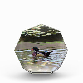 Bloco de Fotos de Pato Selvagem